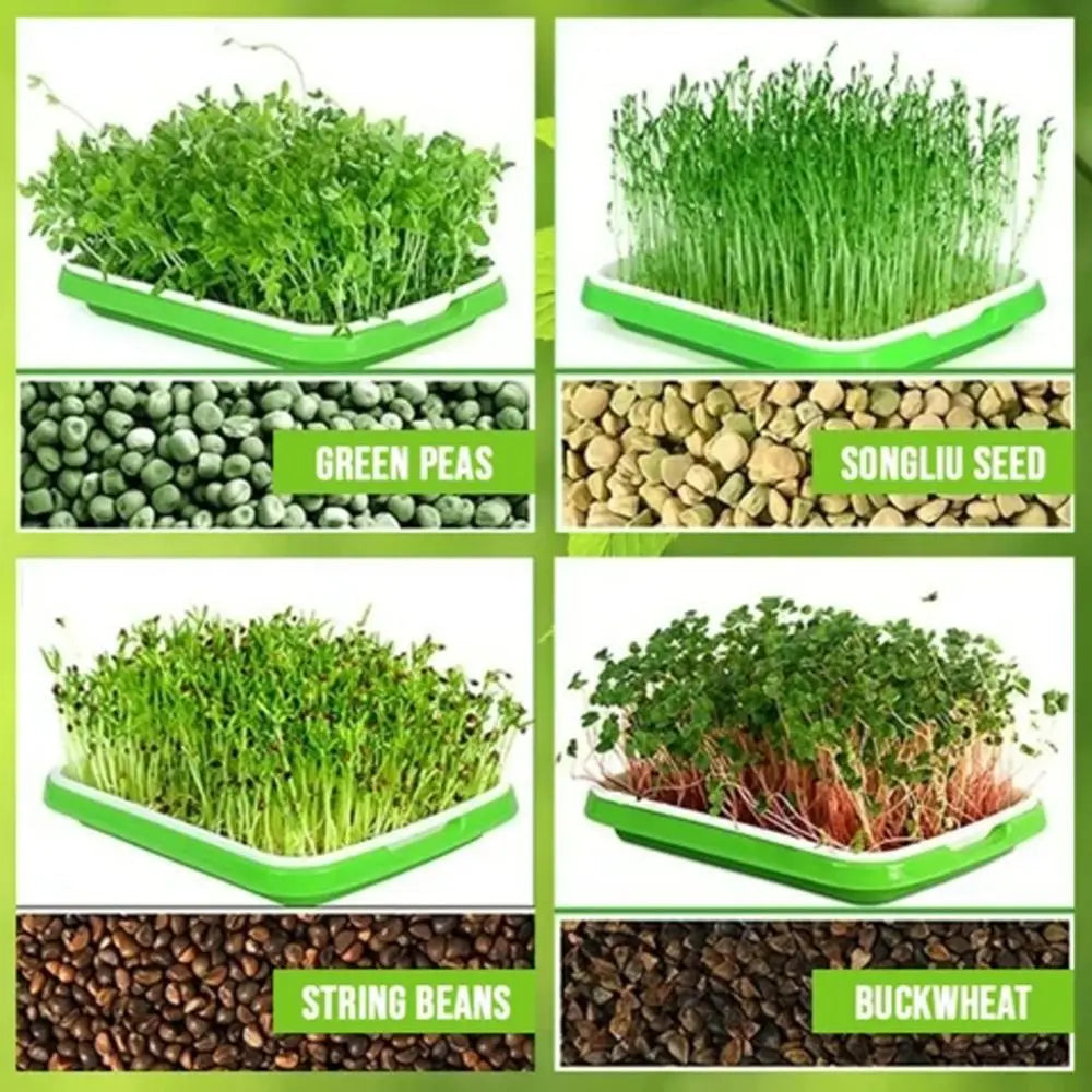 Home Germination Tray Seed Germination Tray Seedling Tray Seed Planting Soilless Cultivation Planting Pot