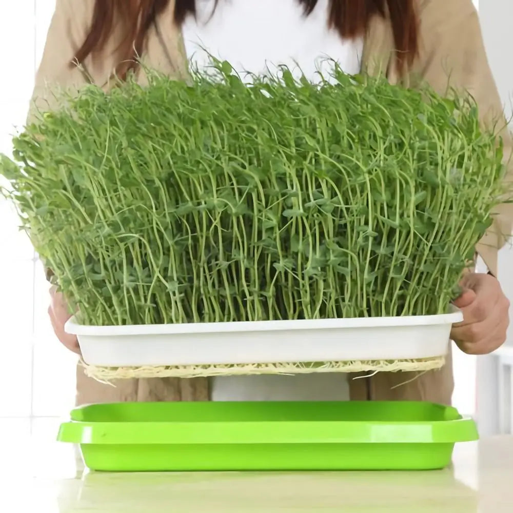 Home Germination Tray Seed Germination Tray Seedling Tray Seed Planting Soilless Cultivation Planting Pot